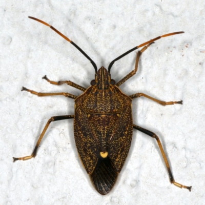 Poecilometis strigatus (Gum Tree Shield Bug) at Ainslie, ACT - 23 Oct 2019 by jb2602