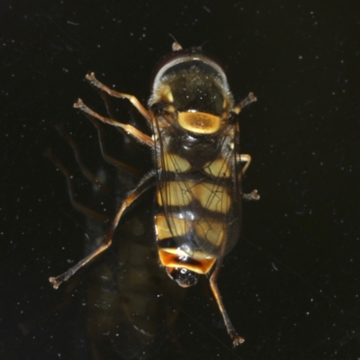 Simosyrphus grandicornis (Common hover fly) at Ainslie, ACT - 23 Oct 2019 by jbromilow50