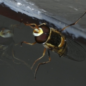 Simosyrphus grandicornis at Ainslie, ACT - 23 Oct 2019