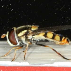 Simosyrphus grandicornis at Ainslie, ACT - 23 Oct 2019