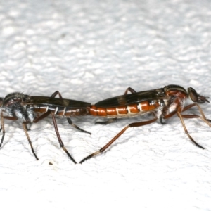 Ectinorhynchus sp. (genus) at Ainslie, ACT - 23 Oct 2019