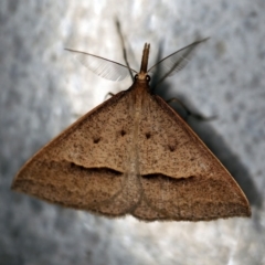 Epidesmia hypenaria (Long-nosed Epidesmia) at O'Connor, ACT - 27 Nov 2019 by ibaird