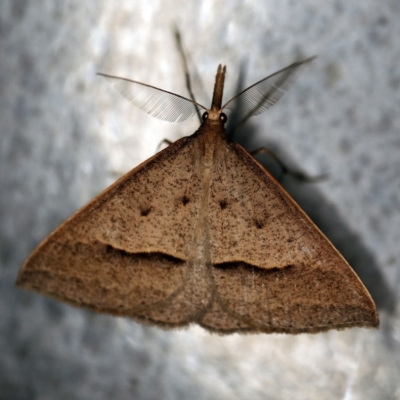 Epidesmia hypenaria (Long-nosed Epidesmia) at O'Connor, ACT - 27 Nov 2019 by ibaird