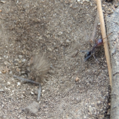 Myrmeleontidae (family) (Unidentified Antlion Lacewing) at Tuggeranong DC, ACT - 2 Nov 2019 by michaelb