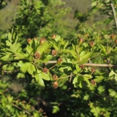 Crataegus monogyna (Hawthorn) at Tennent, ACT - 11 Nov 2019 by michaelb