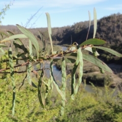 Acacia rubida (Red-stemmed Wattle, Red-leaved Wattle) at Gigerline Nature Reserve - 11 Nov 2019 by MichaelBedingfield