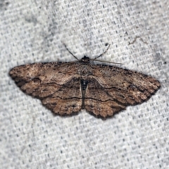 Ectropis (genus) (An engrailed moth) at O'Connor, ACT - 27 Nov 2019 by ibaird