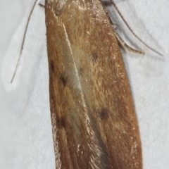 Tachystola acroxantha at Kambah, ACT - 28 Nov 2019