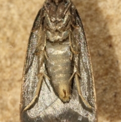 Tachystola acroxantha at Kambah, ACT - 28 Nov 2019