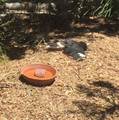 Strepera graculina (Pied Currawong) at Hackett, ACT - 28 Nov 2019 by WalterEgo