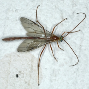 Enicospilus sp. (genus) at Ainslie, ACT - 23 Oct 2019 09:54 PM