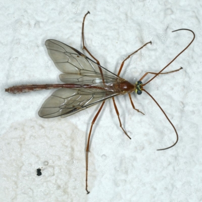 Enicospilus sp. (genus) (An ichneumon wasp) at Ainslie, ACT - 23 Oct 2019 by jbromilow50