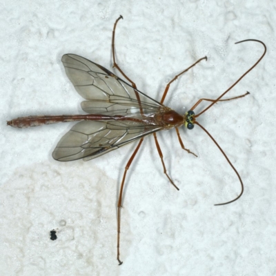 Enicospilus sp. (genus) (An ichneumon wasp) at Ainslie, ACT - 23 Oct 2019 by jb2602