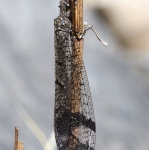 Glenoleon pulchellus at Symonston, ACT - 28 Nov 2019