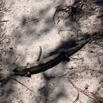 Tiliqua nigrolutea (Blotched Blue-tongue) at Tennent, ACT - 13 Nov 2019 by SimoneC