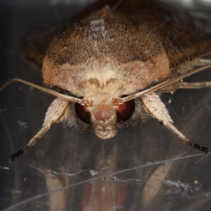 Mythimna (Pseudaletia) convecta at Lyneham, ACT - 24 Oct 2019 05:58 PM