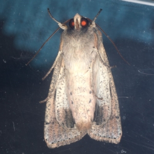 Mythimna (Pseudaletia) convecta at Lyneham, ACT - 24 Oct 2019 05:58 PM