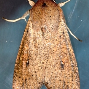 Mythimna (Pseudaletia) convecta at Lyneham, ACT - 24 Oct 2019 05:58 PM