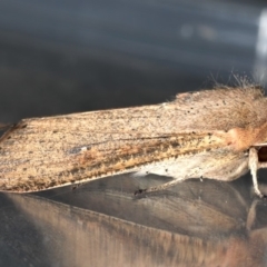 Mythimna (Pseudaletia) convecta at Lyneham, ACT - 24 Oct 2019