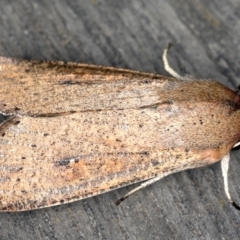 Mythimna (Pseudaletia) convecta at Lyneham, ACT - 24 Oct 2019