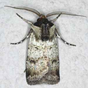 Agrotis porphyricollis at Ainslie, ACT - 24 Oct 2019