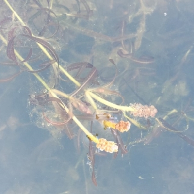 Potamogeton ochreatus (Blunt Pondweed) at Dunlop, ACT - 28 Nov 2019 by JaneR