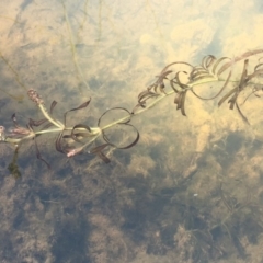 Potamogeton ochreatus at Dunlop, ACT - 28 Nov 2019