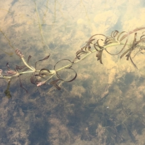 Potamogeton ochreatus at Dunlop, ACT - 28 Nov 2019 02:23 PM