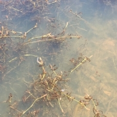 Potamogeton ochreatus at Dunlop, ACT - 28 Nov 2019 02:23 PM