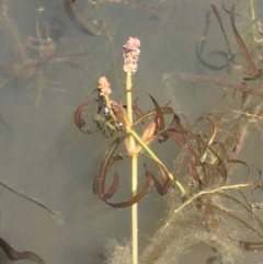 Potamogeton ochreatus at Dunlop, ACT - 28 Nov 2019 02:23 PM