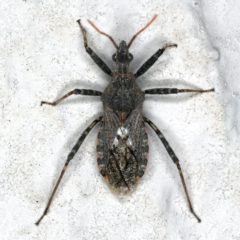 Coranus sp. (genus) (Assassin bug) at Ainslie, ACT - 24 Oct 2019 by jbromilow50