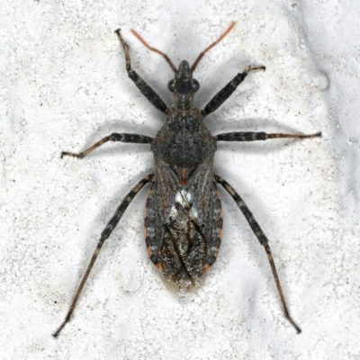 Coranus sp. (genus) (Assassin bug) at Ainslie, ACT - 24 Oct 2019 by jb2602