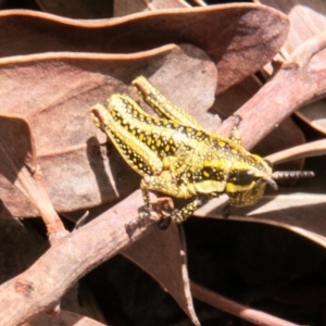 Monistria concinna at Cotter River, ACT - 23 Nov 2019 11:36 AM