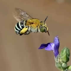 Amegilla sp. (genus) (Blue Banded Bee) at Page, ACT - 27 Nov 2019 by dimageau