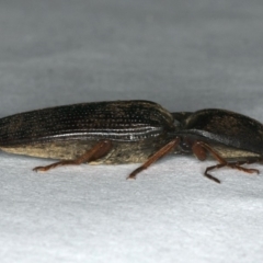 Monocrepidus (genus) (Click beetle) at Ainslie, ACT - 24 Oct 2019 by jb2602