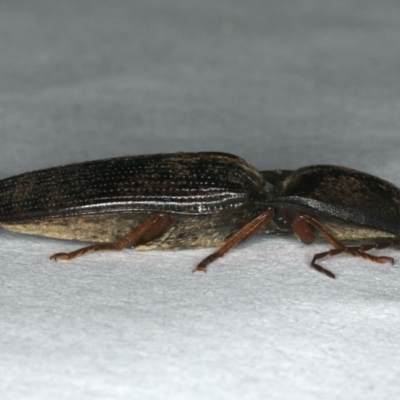 Monocrepidus sp. (genus) (Click beetle) at Ainslie, ACT - 24 Oct 2019 by jbromilow50