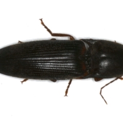 Monocrepidius (genus) at Ainslie, ACT - 24 Oct 2019 10:06 PM