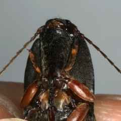 Monocrepidius (genus) at Ainslie, ACT - 24 Oct 2019 10:06 PM