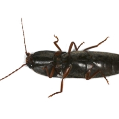 Monocrepidius (genus) at Ainslie, ACT - 24 Oct 2019 10:06 PM