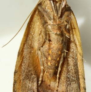 Tortricopsis euryphanella at Kambah, ACT - 28 Nov 2019 06:05 PM