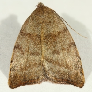 Tortricopsis euryphanella at Kambah, ACT - 28 Nov 2019 06:05 PM