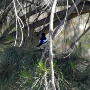 Lalage tricolor at Fyshwick, ACT - 27 Nov 2019