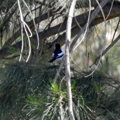 Lalage tricolor (White-winged Triller) at Fyshwick, ACT - 27 Nov 2019 by RodDeb