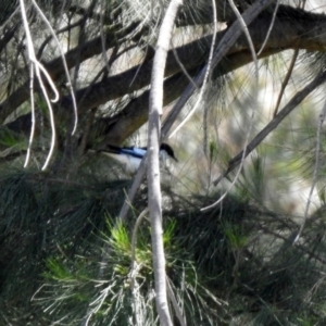 Lalage tricolor at Fyshwick, ACT - 27 Nov 2019 12:50 PM