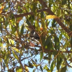 Lalage tricolor at Fyshwick, ACT - 27 Nov 2019 12:50 PM