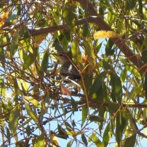 Lalage tricolor at Fyshwick, ACT - 27 Nov 2019