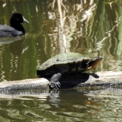 Chelodina longicollis at Fyshwick, ACT - 27 Nov 2019