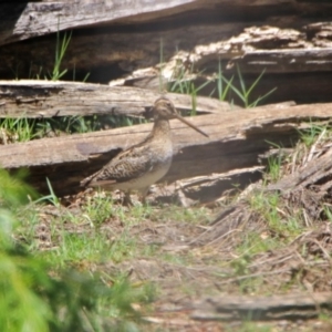 Gallinago hardwickii at Fyshwick, ACT - 27 Nov 2019 12:17 PM