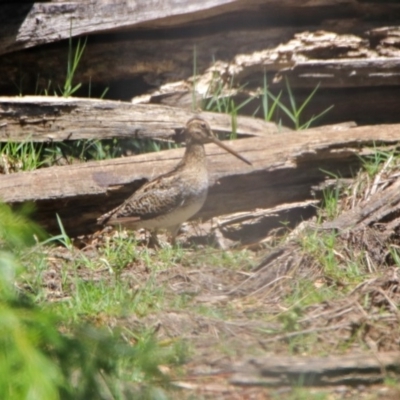 Gallinago hardwickii (Latham's Snipe) at Fyshwick, ACT - 27 Nov 2019 by RodDeb