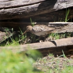 Gallinago hardwickii at Fyshwick, ACT - 27 Nov 2019 12:17 PM